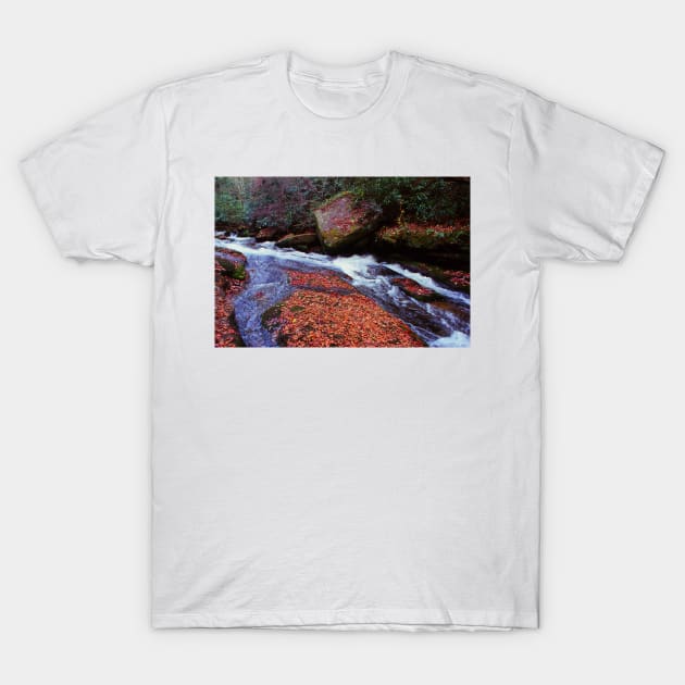 Seasonal Contrast T-Shirt by Rodwilliams